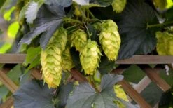Cascade Hops Vine - 3 Gallon Pot -Garden Wisp Sales Store humulus lupulus cascade hops vine 6 1