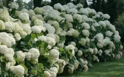 Incrediball Smooth Hydrangea - 3 Gallon Pot -Garden Wisp Sales Store hydrangea arborescens incrediball 12