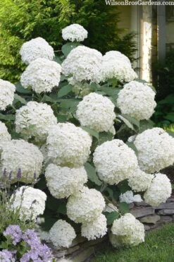 Incrediball Smooth Hydrangea - 3 Gallon Pot -Garden Wisp Sales Store hydrangea arborescens incrediball 16