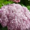 Incrediball Blush Smooth Hydrangea - 3 Pack Of Quart Pots
