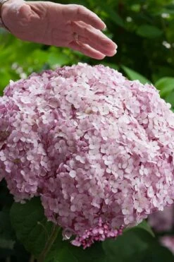 Incrediball Blush Smooth Hydrangea - 3 Pack Of Quart Pots