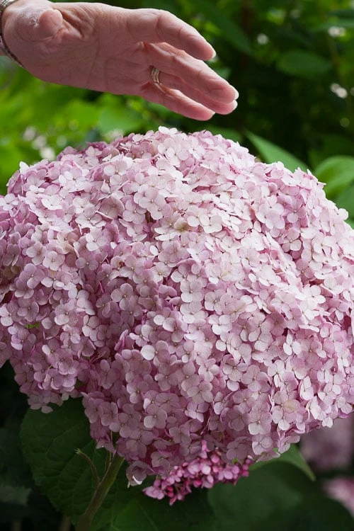 Incrediball Blush Smooth Hydrangea - 3 Pack Of Quart Pots 1 Incrediball Blush Smooth Hydrangea - 3 Pack Of Quart Pots