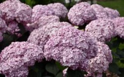 Incrediball Blush Smooth Hydrangea - 3 Pack Of Quart Pots 9 Incrediball Blush Smooth Hydrangea - 3 Pack Of Quart Pots -Garden Wisp Sales Store hydrangea arborescens incrediball blush 3