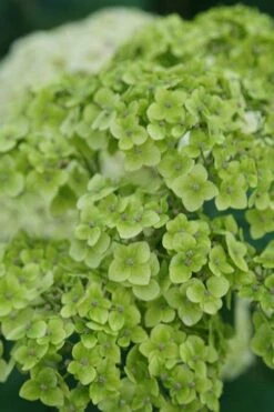 Invincibelle Sublime Smooth Hydrangea - 3 Gallon Pot -Garden Wisp Sales Store hydrangea arborescens invincibelle sublime 3