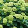 Invincibelle Sublime Smooth Hydrangea - 3 Gallon Pot