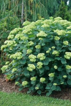 Invincibelle Sublime Smooth Hydrangea - 3 Gallon Pot -Garden Wisp Sales Store hydrangea arborescens invincibelle sublime 6
