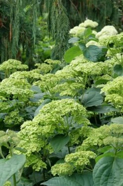 Invincibelle Sublime Smooth Hydrangea - 3 Gallon Pot -Garden Wisp Sales Store hydrangea arborescens invincibelle sublime 7