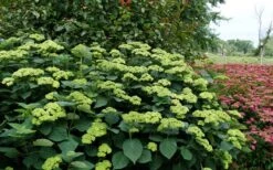 Invincibelle Sublime Smooth Hydrangea - 3 Gallon Pot -Garden Wisp Sales Store hydrangea arborescens invincibelle sublime 8