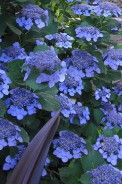 Bluebird Hydrangea - 1 Gallon Pot