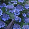 Bluebird Hydrangea - 3 Gallon Pot