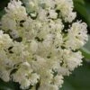 Climbing Hydrangea - Decumaria Barbara - 3 Gallon Pot