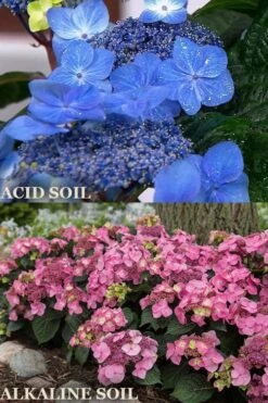 Endless Summer 'Pop Star' Hydrangea - 3 Gallon Pot -Garden Wisp Sales Store hydrangea endless summer pop star 1