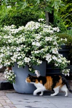 Fairytrail Bride Cascade Hydrangea - 3 Gallon Pot 9 Fairytrail Bride Cascade Hydrangea - 3 Gallon Pot -Garden Wisp Sales Store hydrangea fairytrail bride 7
