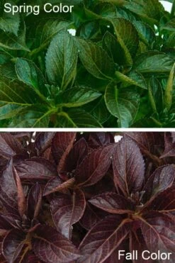 Akadama Hydrangea - 3 Gallon Pot -Garden Wisp Sales Store hydrangea macrophylla akadama 4