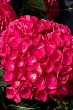 Akadama Hydrangea - 3 Gallon Pot -Garden Wisp Sales Store hydrangea macrophylla akadama 6