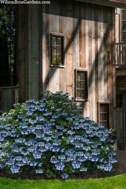 Blue Wave Lacecap Hydrangea - 3 Gallon Pot 14 Blue Wave Lacecap Hydrangea - 3 Gallon Pot -Garden Wisp Sales Store hydrangea macrophylla blue wave 22