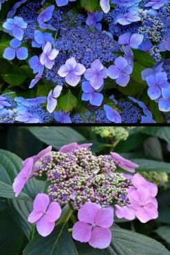 Blue Wave Lacecap Hydrangea - 3 Gallon Pot 15 Blue Wave Lacecap Hydrangea - 3 Gallon Pot -Garden Wisp Sales Store hydrangea macrophylla blue wave 24