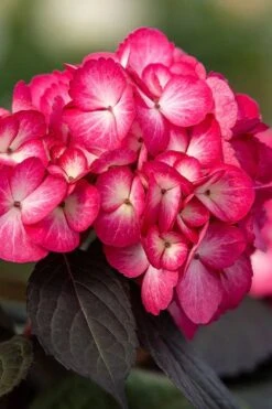 Eclipse Bigleaf Hydrangea - 3 Gallon Pot 10 Eclipse Bigleaf Hydrangea - 3 Gallon Pot -Garden Wisp Sales Store hydrangea macrophylla eclipse 1