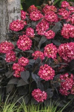 Eclipse Bigleaf Hydrangea - 3 Gallon Pot 9 Eclipse Bigleaf Hydrangea - 3 Gallon Pot -Garden Wisp Sales Store hydrangea macrophylla eclipse 3