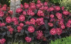 Eclipse Bigleaf Hydrangea - 3 Gallon Pot 11 Eclipse Bigleaf Hydrangea - 3 Gallon Pot -Garden Wisp Sales Store hydrangea macrophylla eclipse 4