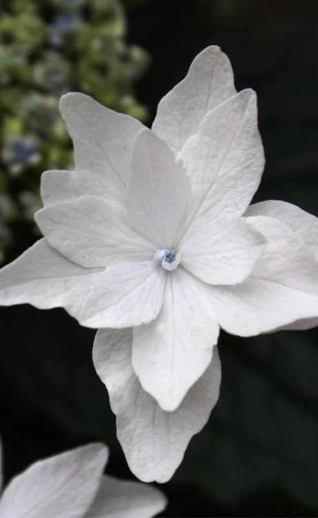 Fuji Waterfall Hydrangea - 1 Gallon Pot 1 Fuji Waterfall Hydrangea - 1 Gallon Pot