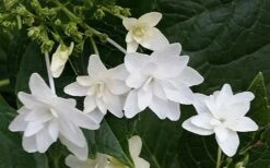 Fuji Waterfall Hydrangea - 3 Gallon Pot -Garden Wisp Sales Store hydrangea macrophylla fuji waterfall 2