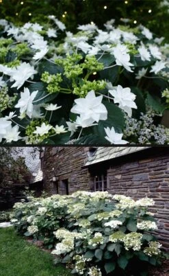 Fuji Waterfall Hydrangea - 3 Gallon Pot -Garden Wisp Sales Store hydrangea macrophylla fuji waterfall 4