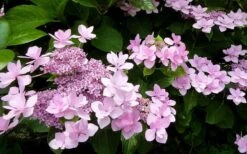Izu No Hana Lacecap Hydrangea - 3 Gallon Pot -Garden Wisp Sales Store hydrangea macrophylla izu no ito 3