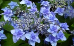 Izu No Hana Lacecap Hydrangea - 3 Gallon Pot -Garden Wisp Sales Store hydrangea macrophylla izu no ito 4