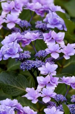 Izu No Hana Lacecap Hydrangea - 3 Gallon Pot -Garden Wisp Sales Store hydrangea macrophylla izu no ito 9