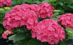 Let's Dance 'Big Band' Dwarf Hydrangea - 3 Gallon Pot 10 Let's Dance 'Big Band' Dwarf Hydrangea - 3 Gallon Pot -Garden Wisp Sales Store hydrangea macrophylla lets dance big band 1