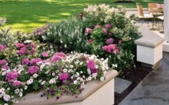 Let's Dance 'Big Band' Dwarf Hydrangea - 3 Gallon Pot 13 Let's Dance 'Big Band' Dwarf Hydrangea - 3 Gallon Pot -Garden Wisp Sales Store hydrangea macrophylla lets dance big band 3