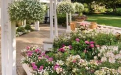 Let's Dance 'Big Band' Dwarf Hydrangea - 3 Gallon Pot 12 Let's Dance 'Big Band' Dwarf Hydrangea - 3 Gallon Pot -Garden Wisp Sales Store hydrangea macrophylla lets dance big band 4