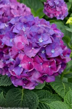 Let's Dance 'Big Band' Dwarf Hydrangea - 3 Gallon Pot 11 Let's Dance 'Big Band' Dwarf Hydrangea - 3 Gallon Pot -Garden Wisp Sales Store hydrangea macrophylla lets dance big band 5