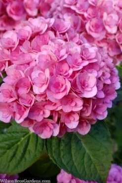 Love Hydrangea - 3 Gallon Pot -Garden Wisp Sales Store hydrangea macrophylla love 1