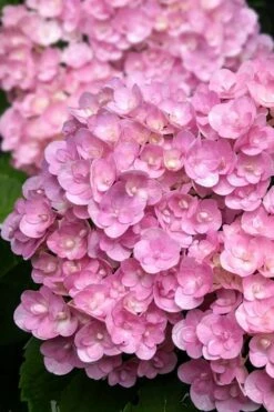 Love Hydrangea - 3 Gallon Pot -Garden Wisp Sales Store hydrangea macrophylla love 5