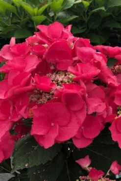 Cherry Explosion Hydrangea - 3 Gallon Pot 7 Cherry Explosion Hydrangea - 3 Gallon Pot -Garden Wisp Sales Store hydrangea macrophylla mckay cherry explosion 100