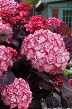 Miss Saori Hydrangea - 1 Gallon Pot -Garden Wisp Sales Store hydrangea macrophylla miss saori 15