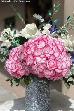 Miss Saori Hydrangea - 1 Gallon Pot -Garden Wisp Sales Store hydrangea macrophylla miss saori 20