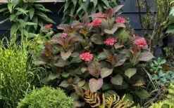 Miss Saori Hydrangea - 1 Gallon Pot -Garden Wisp Sales Store hydrangea macrophylla miss saori 9