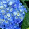 Nantucket Blue Hydrangea - 3 Gallon Pot