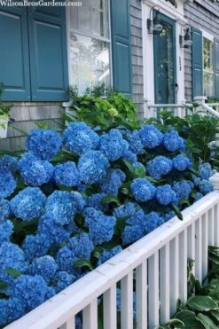 Nantucket Blue Hydrangea - 3 Gallon Pot -Garden Wisp Sales Store hydrangea macrophylla nantucket 2