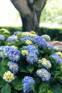 Nantucket Blue Hydrangea - 3 Gallon Pot -Garden Wisp Sales Store hydrangea macrophylla nantucket 3
