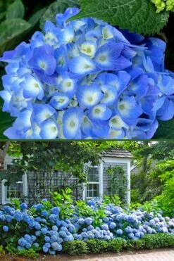 Nantucket Blue Hydrangea - 3 Gallon Pot -Garden Wisp Sales Store hydrangea macrophylla nantucket 4