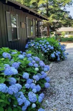 Penny Mac Hydrangea - 2 Gallon Pot 9 Penny Mac Hydrangea - 2 Gallon Pot -Garden Wisp Sales Store hydrangea macrophylla penny mac 23