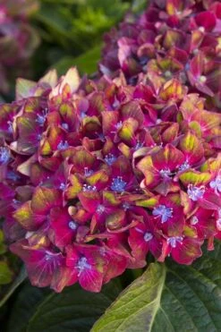 Pistachio Hydrangea - 3 Gallon Pot -Garden Wisp Sales Store hydrangea macrophylla pistachio 2