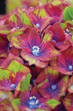 Pistachio Hydrangea - 3 Gallon Pot -Garden Wisp Sales Store hydrangea macrophylla pistachio 6