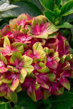Pistachio Hydrangea - 3 Gallon Pot -Garden Wisp Sales Store hydrangea macrophylla pistachio 7