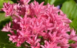 Princess Diana Hydrangea - 3 Gallon Pot -Garden Wisp Sales Store hydrangea macrophylla princess diana 1