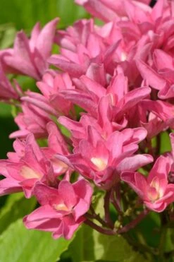 Princess Diana Hydrangea - 3 Gallon Pot -Garden Wisp Sales Store hydrangea macrophylla princess diana 3